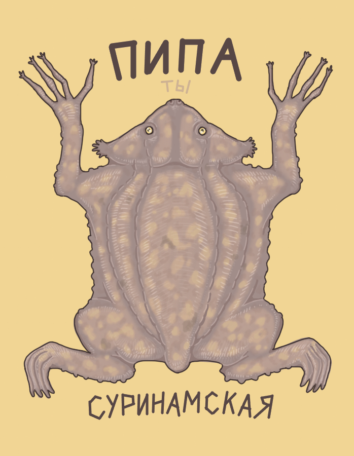 Суринамская пипа - это такая странная, плоская лягушка у которой нет зубов и языка и способ размножения которой лучше не гуглить трипофобам. Она так потрясающа в своей нелепости, что глядя на нее задумываешься "Как? Ну как природа создала подобное?" В общем если вы вдруг не знали о таком существе, то теперь знаете :D