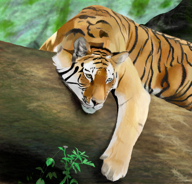 Тигр в джунглях. Картинка для ĎĭĐïšĥą и́ ķöşĥêçĥķã